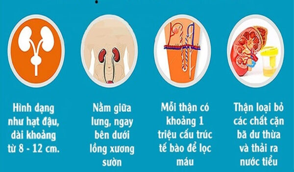 5 hoạt động của thận mà bạn cần biết