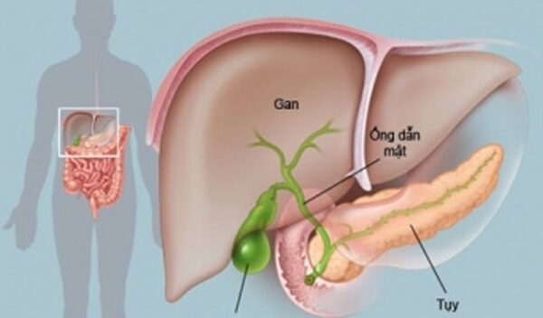 Món ăn, bài thuốc cho người bệnh viêm gan