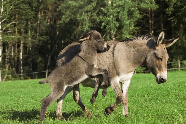 A Giao  Công Dụng Và Bài Thuốc