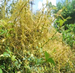 Thỏ ty tử: công dụng – hướng dẫn sử dụng