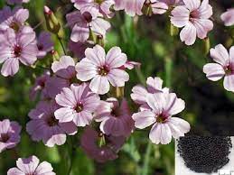 Vương bất lưu hành, công dụng và bài thuốc