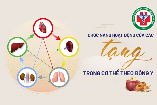 Học thuyết tạng phủ y học cổ truyền là gì? Chức năng và vai trò