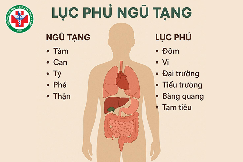 Ngũ tạng - lục phủ có mối quan hệ tương sinh tương khắc với nhau