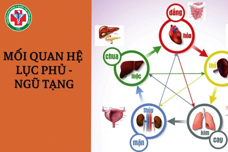 Ngũ tạng và lục phủ là một hệ thống đảm bảo hoạt động sống của con người