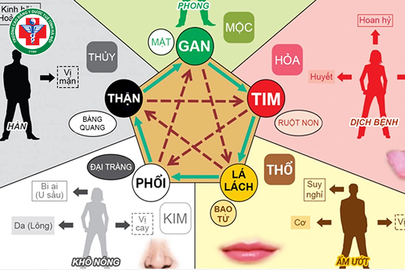 Học thuyết Tạng Tượng là một trong những nền tảng quan trọng của Y học Cổ truyền