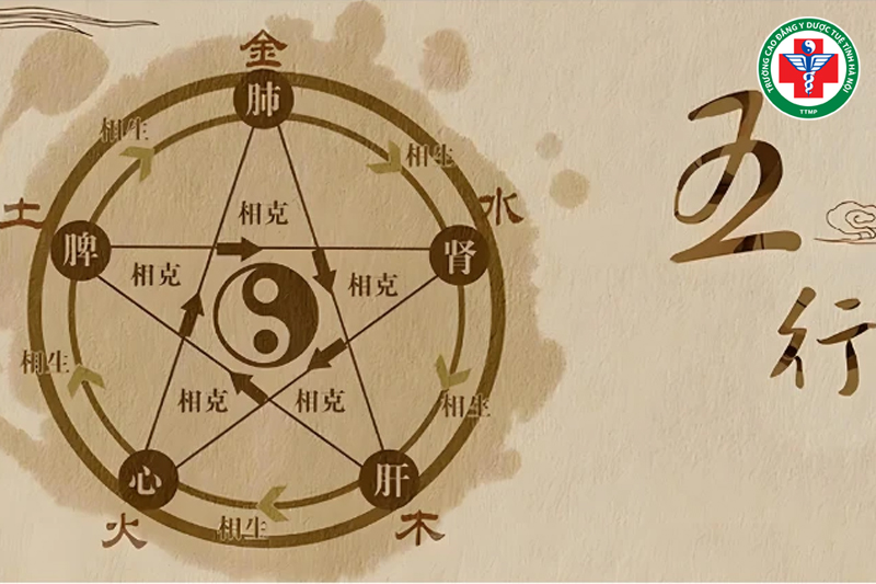 Hệ thống tạng phủ vận hành theo quy luật âm dương và ngũ hành