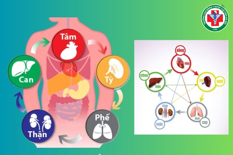 Mối quan hệ giữa ngũ tạng và lục phủ