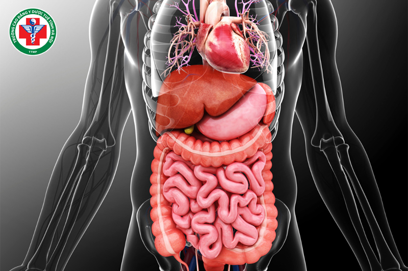 Tam tiêu trong Y học cổ truyền: Chức năng và ứng dụng hiện nay