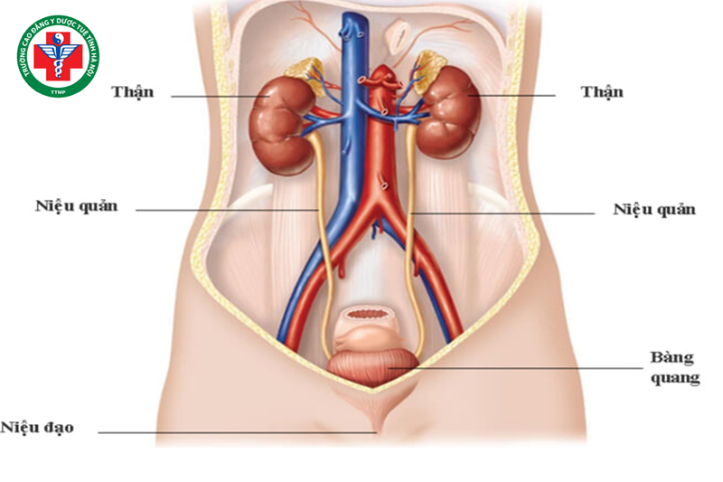 Chức năng: Lọc – bài tiết, điều hòa tiết niệu và sinh dục