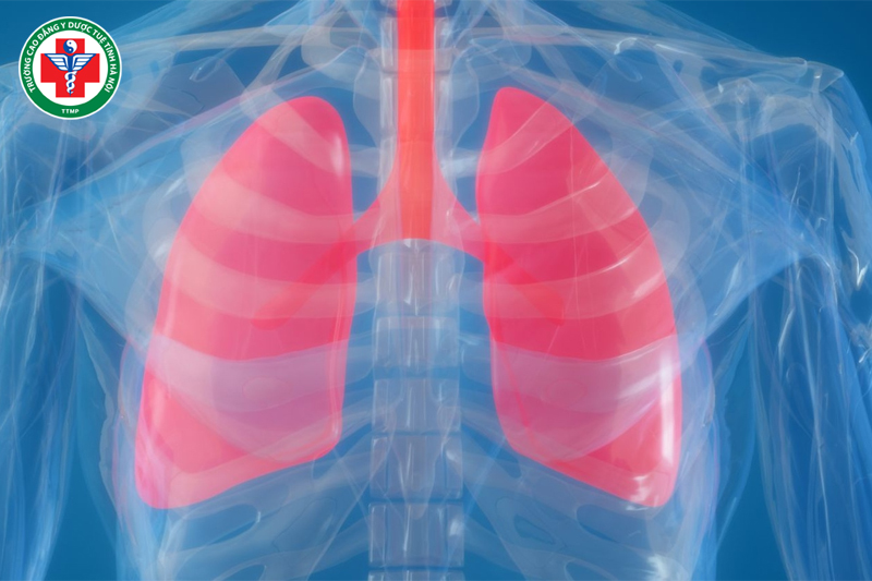 Tạng phế trong Đông y: Vai trò, chức năng và cách dưỡng phế hiệu quả