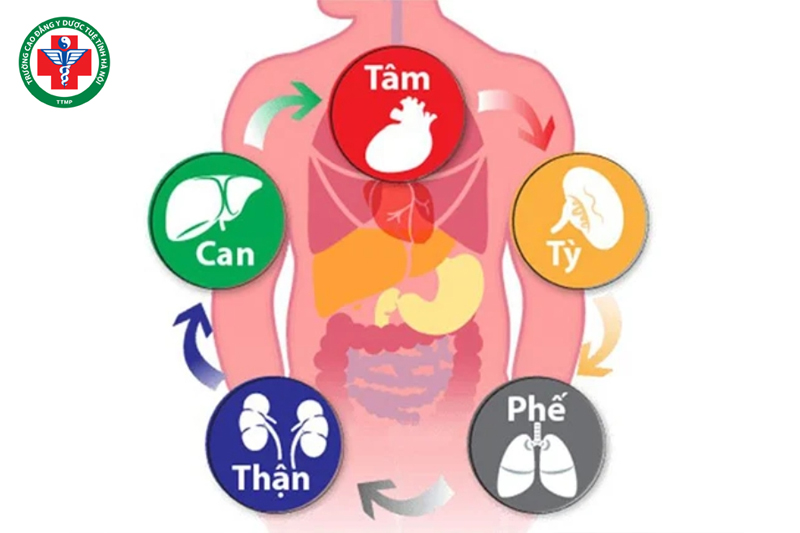 Mối quan hệ của Tạng Tỳ với các tạng phủ khác