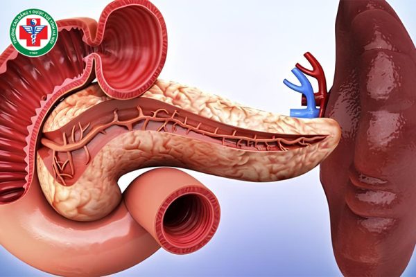 Tạng Tỳ trong Đông y: Vai trò trung tâm trong tiêu hóa và sinh hóa khí huyết