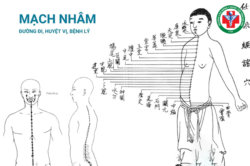 Nhâm mạch chạy dọc mặt trước cơ thể