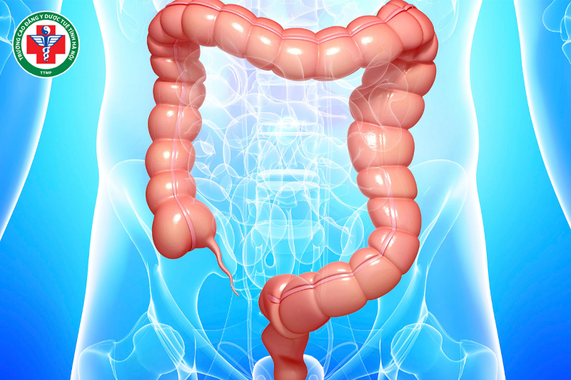 Sinh lý bệnh của Đại trường trong Y học cổ truyền