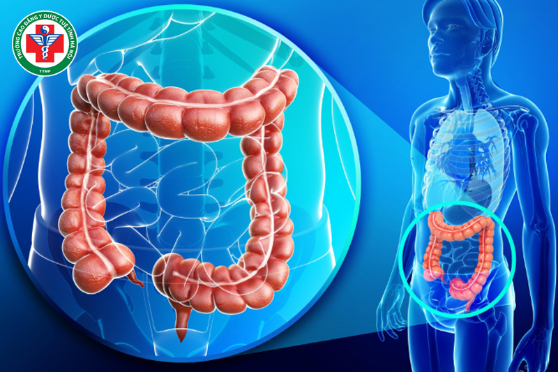 Đại trường có chức năng dẫn truyền và đào thải.
