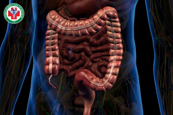 Đại trường trong Y học cổ truyền: Chức năng và nguyên tắc điều trị