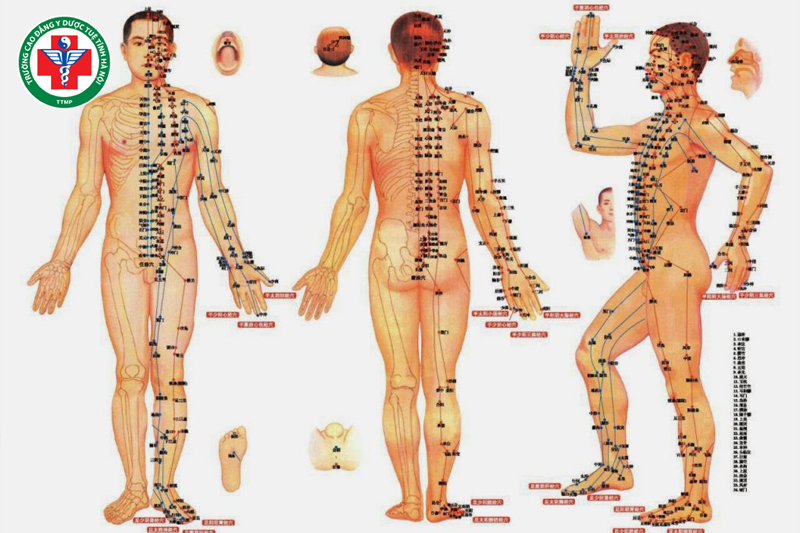 Cấu trúc hệ thống kinh lạc trong cơ thể