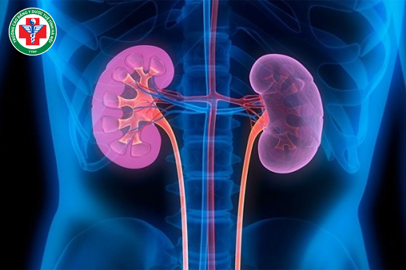 Thận tàng tinh – Gốc của sự sống