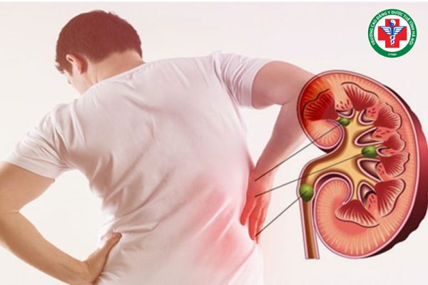 Tạng thận trong Y học cổ truyền – Vai trò, chức năng và cách bảo vệ thận