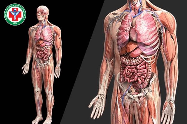 Học thuyết Tinh – Khí – Huyết – Tân dịch trong Đông y: Nền tảng lý luận và giá trị ứng dụng