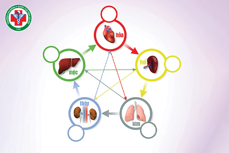 Khí của tạng phủ được tạo ra từ quá trình tiêu hóa và hấp thu dinh dưỡng