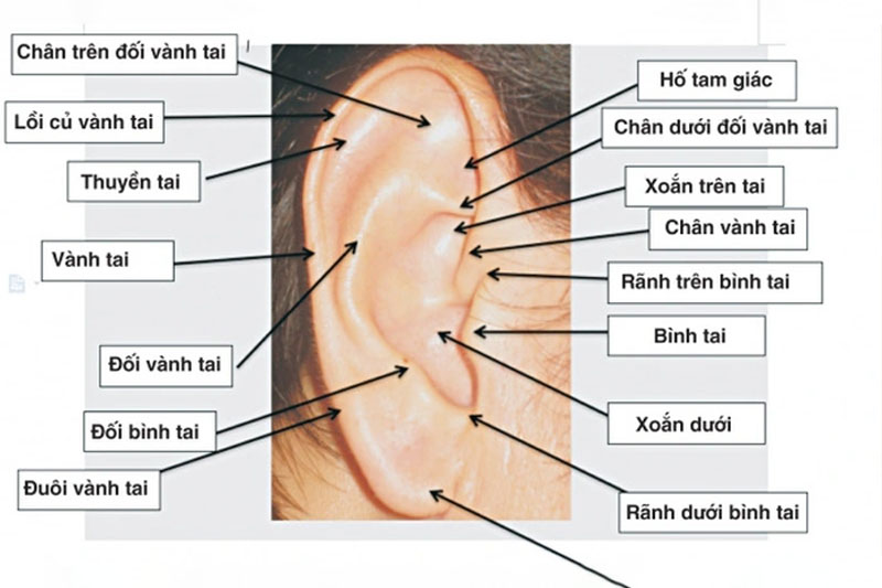 Mỗi vùng trên tai tương ứng với một cơ quan hoặc bộ phận cụ thể