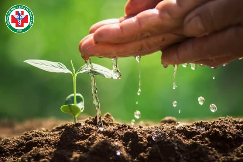 Thủy sinh Mộc, vì nước nuôi dưỡng cây cối