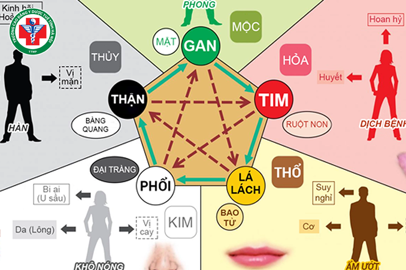 Mạch trầm hiểu hiện rối loạn chức năng của tạng phủ